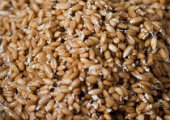 Свойства проросшего зерна пшеницы
